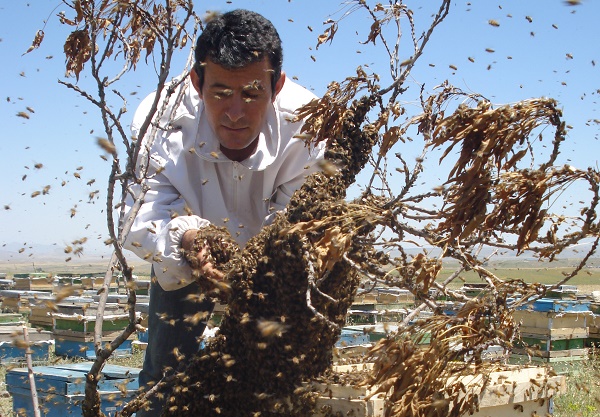اقای بوستانچی مشغول کمک به انتقال زنبورهای ملک جوان به کندوی جدید 